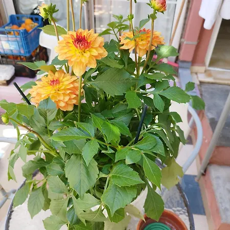 Daire Katerina Hanya